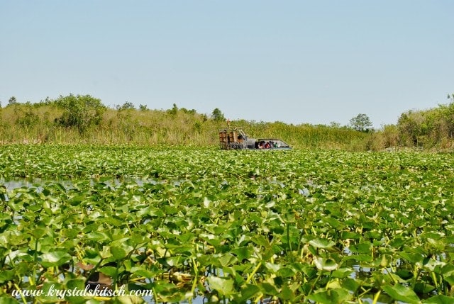 Everglades Holiday Park Airboat Tour