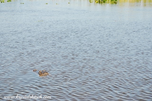 Everglades Holiday Park Alligator Tour