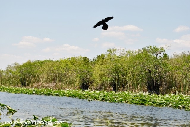 Everglades Holiday Park Bird