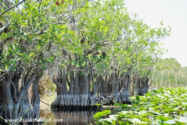 Everglades Holiday Park Trip Review