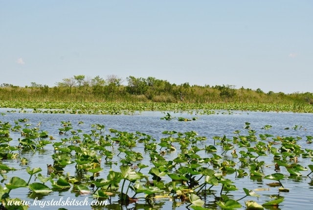 Florida Everglades Tour