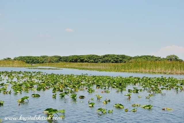 Florida Everglades Travel