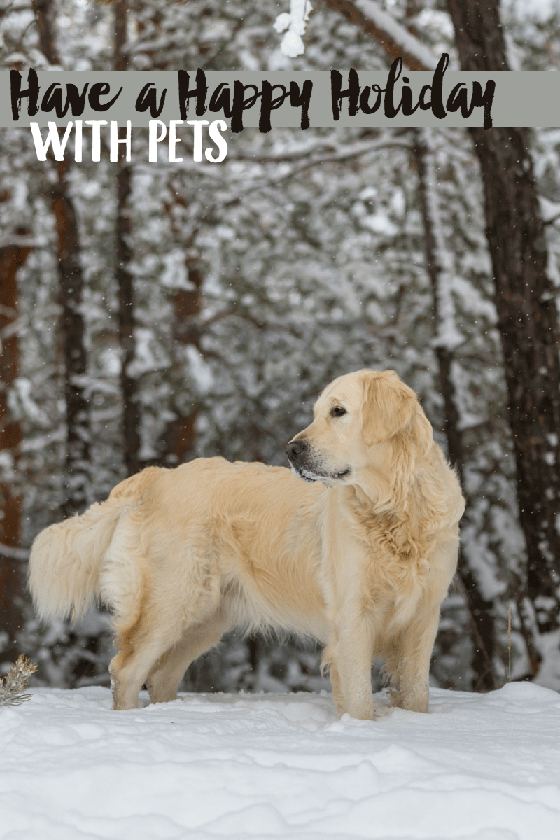 Winter Pet Tips