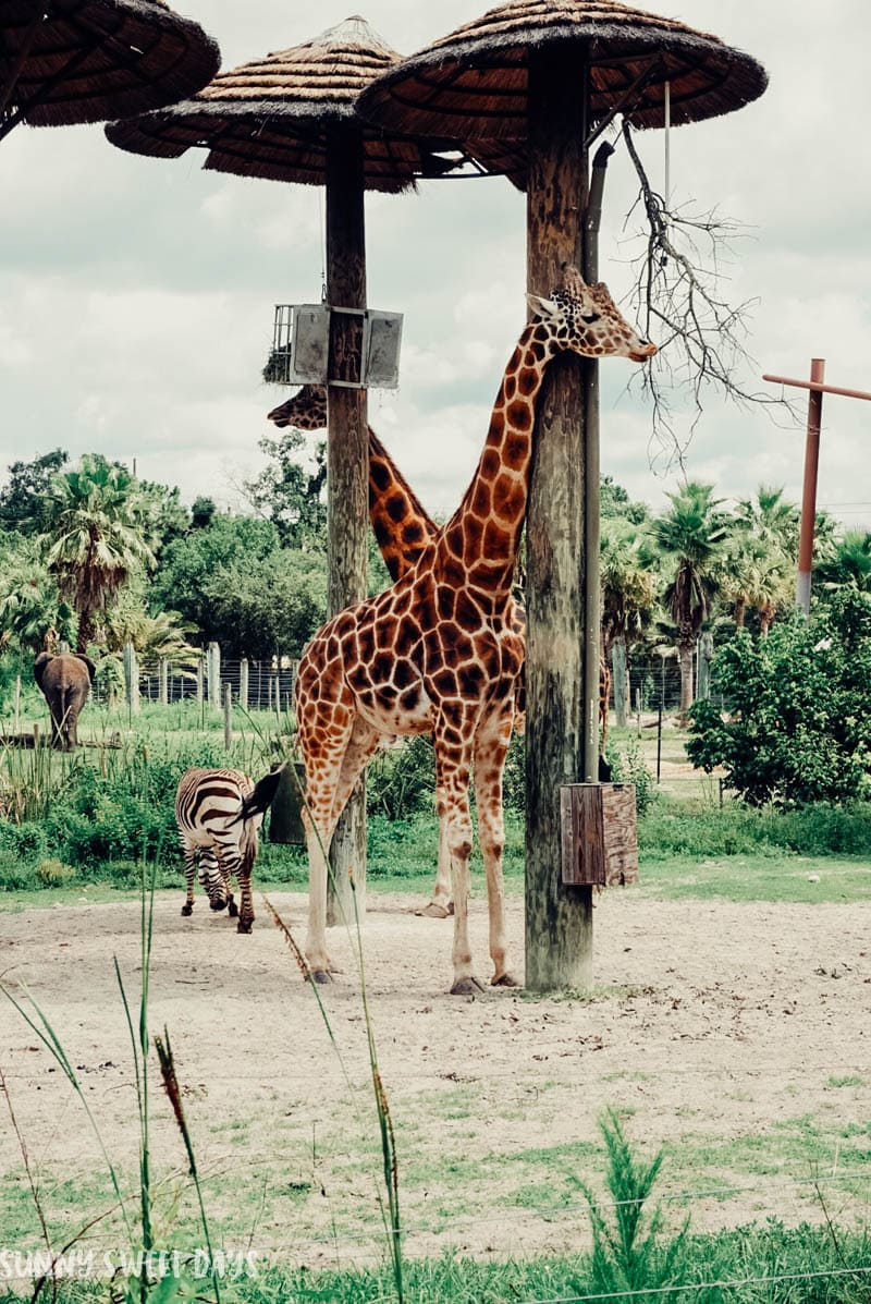ZooTampa Lowry Park Zoo Review