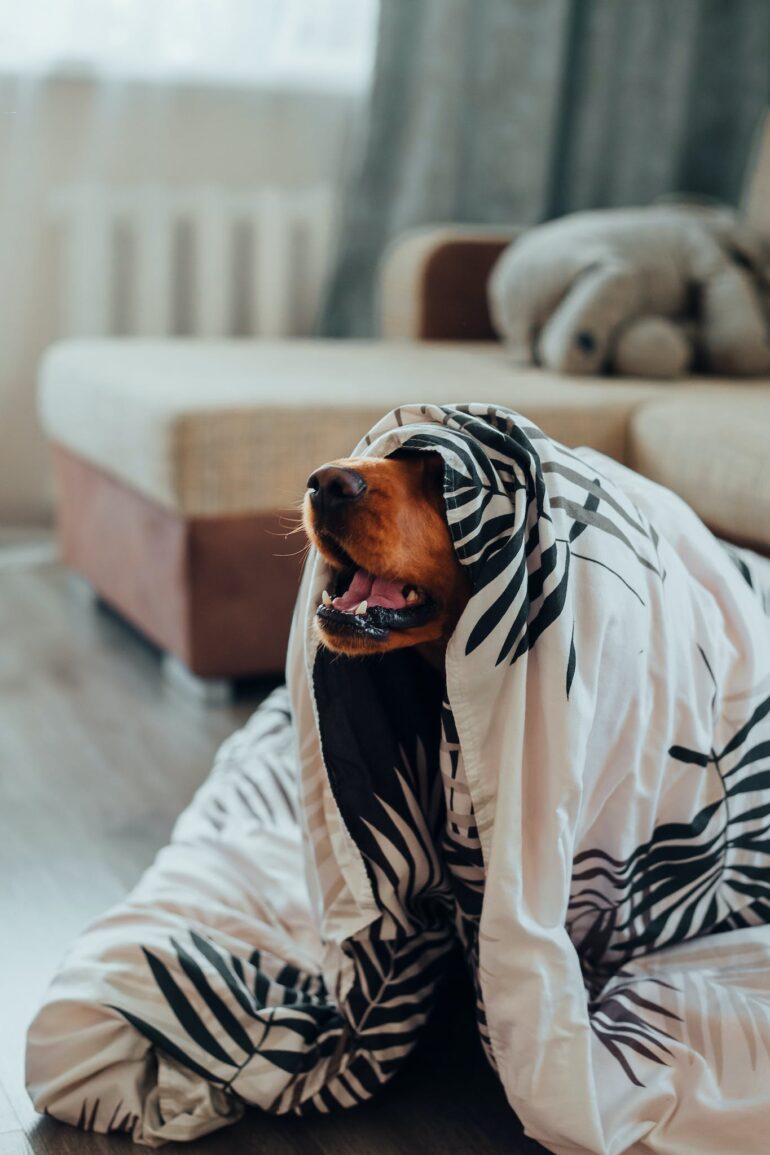 Cute dog sitting under blanket