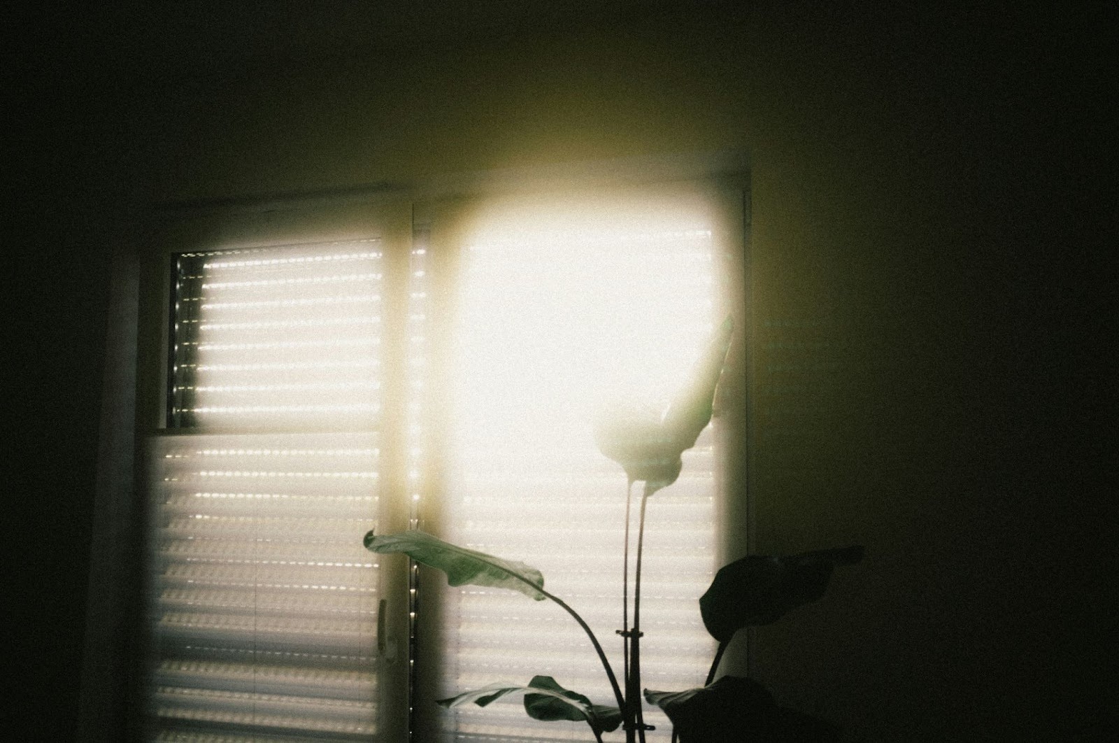 Why You Need More Natural Light and How to Get It