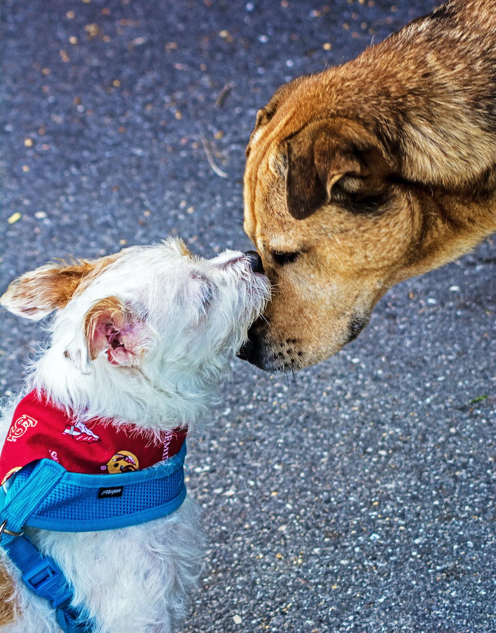 The Top 4 Strategies for Training and Managing Your Dog’s Behavior