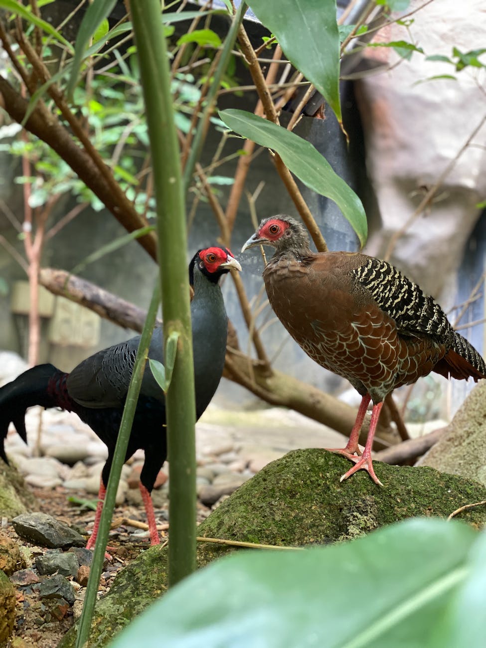 close up of two pheasants
