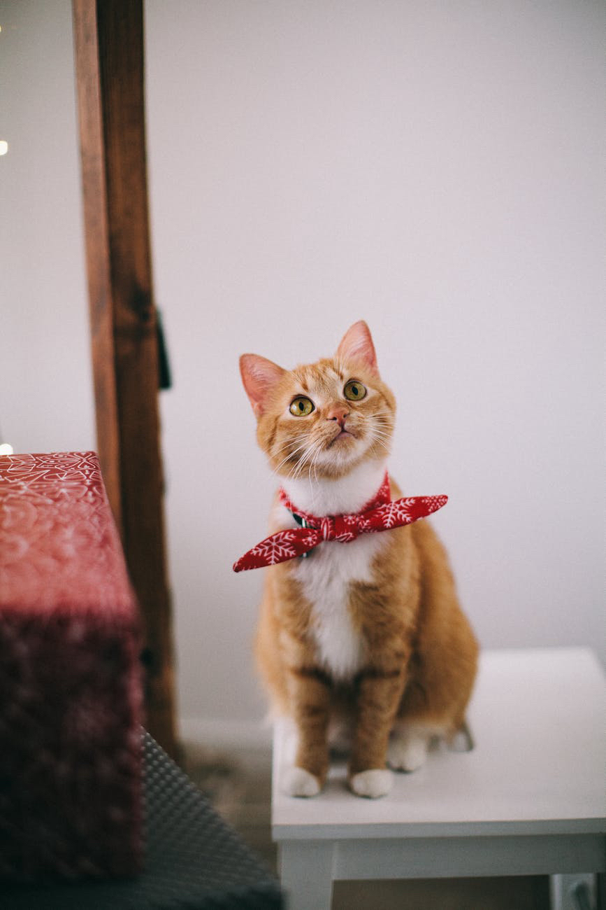 How to Make Sure Your Pet is Always Comfortable: A Guide
