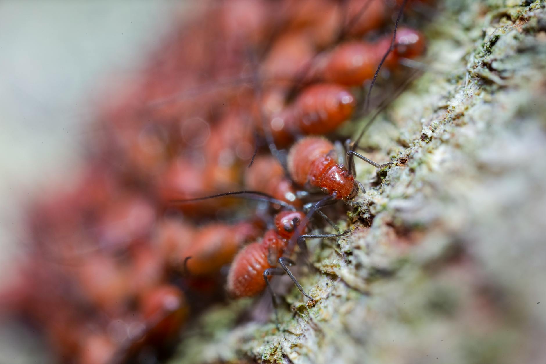 brown ants on green surface