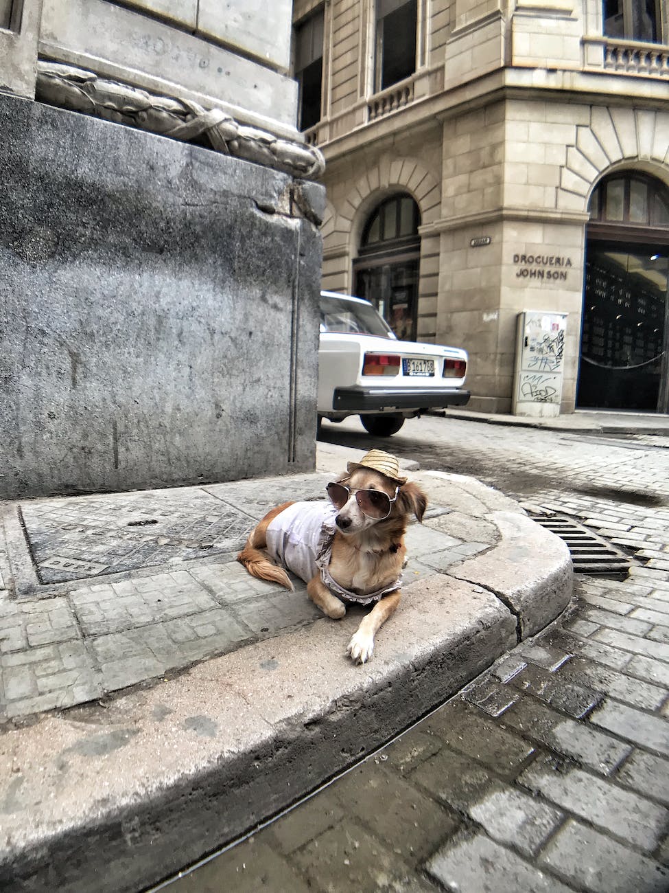 cute small dog lying on sidewalk in old town