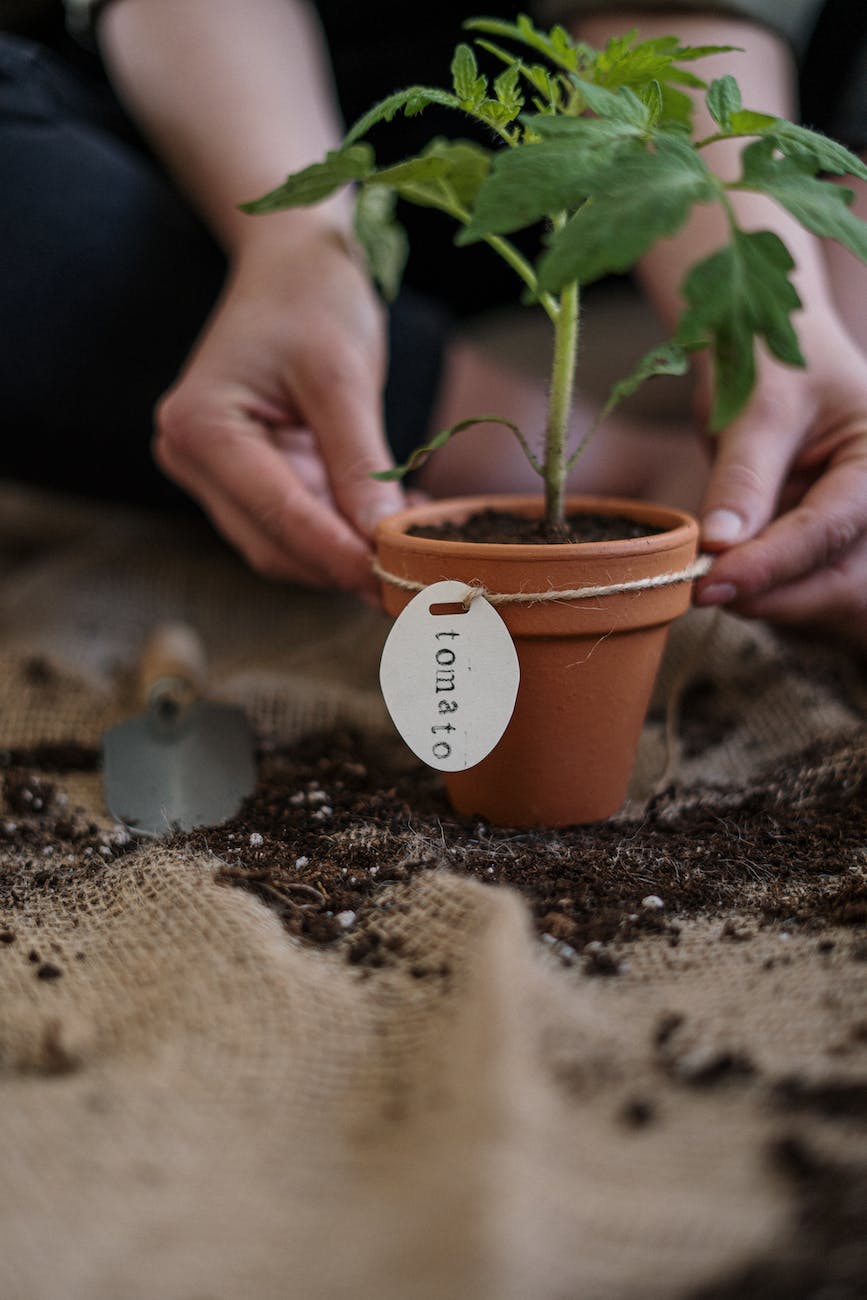 person s hands holding potted plant