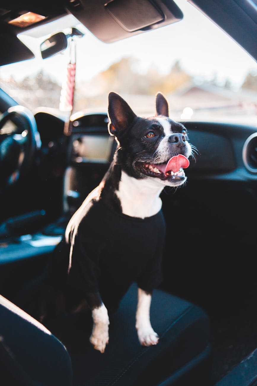 funny dog sitting in interior of modern car