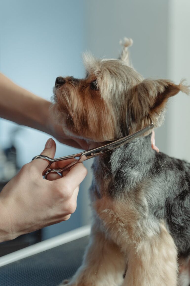 Curated visual reference: Fresh Look at Hair Care 101 Tips For Grooming Dogs With Unique Coats