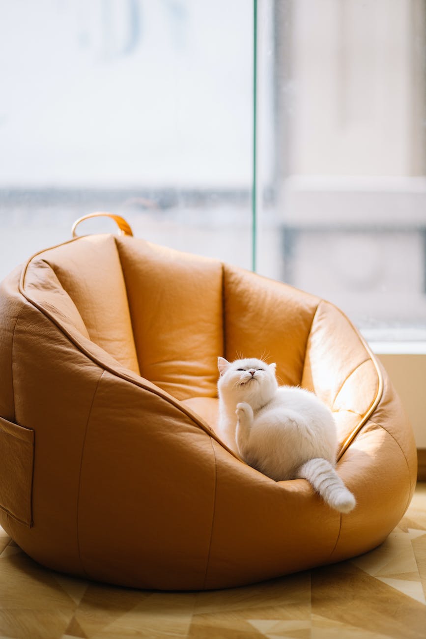 cute fluffy cat sitting on pouf chair at home