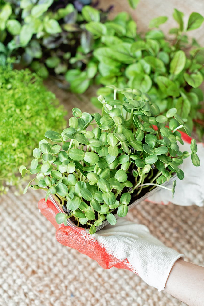hands holding a potted plant