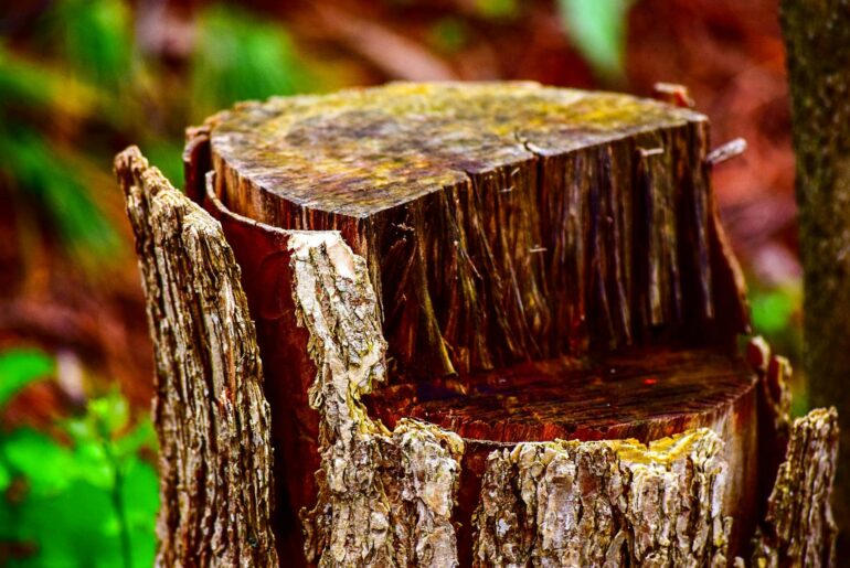 tilt shift photo of log