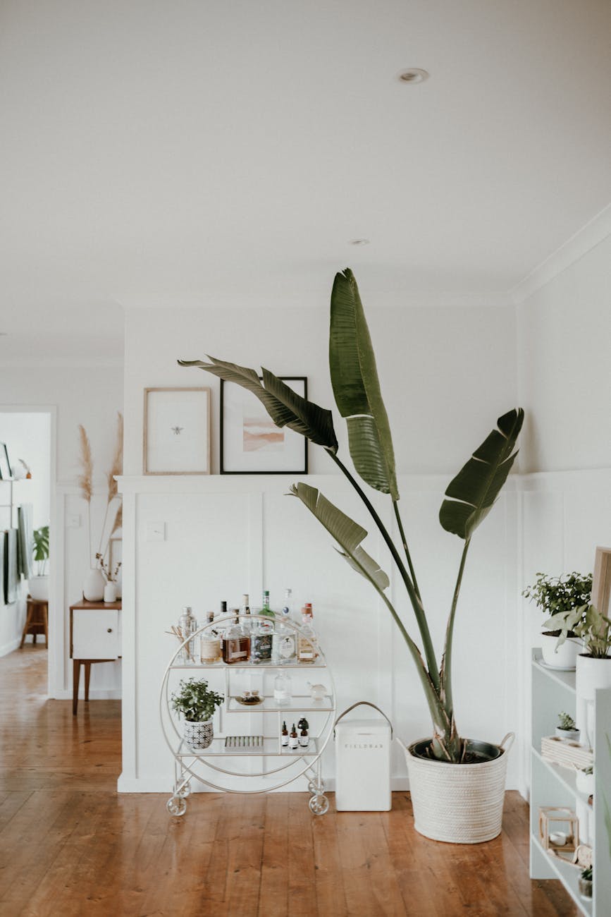 bar cart beside the green potted plant